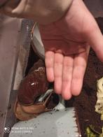 Afrikaanse reuzen slak, Dieren en Toebehoren, Overige soorten, 0 tot 2 jaar