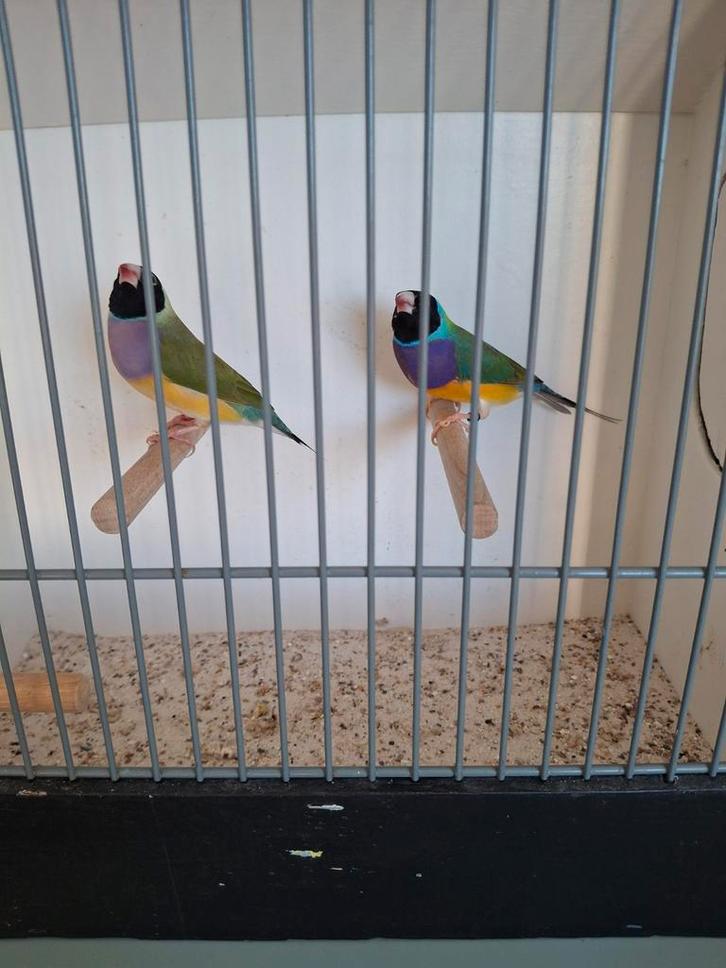 Koppel gouldamadines natuurbroed, Dieren en Toebehoren, Vogels | Overige Vogels, Meerdere dieren