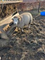 Dragende swifter x texelaar ooi, Dieren en Toebehoren, Vrouwelijk, Schaap