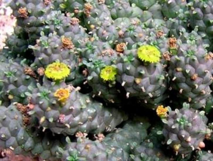 Caudex Euphorbia Brevirama uit Zuid Afrika 15 cm pot., Huis en Inrichting, Kamerplanten, Overige soorten, Minder dan 100 cm, Bloeiende kamerplant