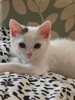 Halve raskat, Dieren en Toebehoren, Poes