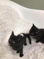 Laatste 2 kittens, Dieren en Toebehoren, Katten en Kittens | Overige Katten, Kater