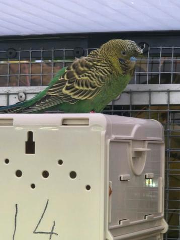 blackface groene kuif man pop regenboog beschikbaar voor biedingen