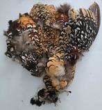 Taxidermie Fazant, Overige materialen, Gebruikt, Bruin, Ophalen of Verzenden