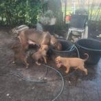 Sociale Mechelseherder x Mechelse¾Ridgeback¼ pups, Dieren en Toebehoren, 8 tot 15 weken, Parvo, Meerdere, Meerdere dieren