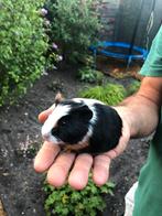 Jonge cavia beertjes. Nog vier, 2 kunnen gelijk mee., Cavia, Mannelijk, Juli, Tam