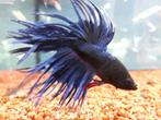 Siamese Kempvis - Betta splendens voor het tropisch aquarium, Vis, Zoetwatervis