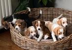 Zeer bjzondere BEAGLE x KOOIKER pups, Dieren en Toebehoren, Nederland, CDV (hondenziekte), 8 tot 15 weken, Meerdere