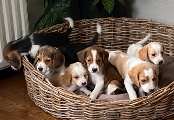 Zeer bjzondere BEAGLE x KOOIKER pups beschikbaar voor biedingen