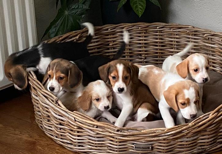 Zeer bjzondere BEAGLE x KOOIKER pups, Dieren en Toebehoren, Honden | Niet-rashonden, Klein, Meerdere dieren, Fokker | Professioneel