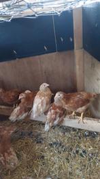 Jonge kippen diverse rassen, Meerdere dieren, Kip