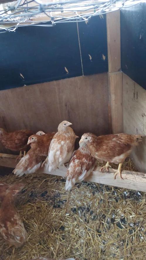 Jonge kippen diverse rassen, Dieren en Toebehoren, Pluimvee, Kip, Meerdere dieren