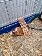 2 cavia beertjes + hok + hooi + stro + voer, Dieren en Toebehoren, Knaagdieren, Augustus, Mannelijk, Cavia