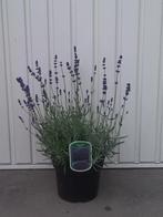 lavendel/lavendula, Ophalen, Zomer, Vaste plant, Overige soorten