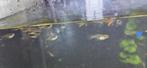 Guppy s, Dieren en Toebehoren, Vis