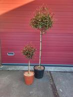 Photinia red Robin op stam, Ophalen of Verzenden, Zomer, Volle zon
