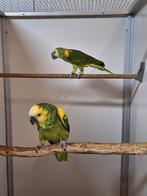 Koppel geelschouder blauwvoorhoofd amazone's broedrijp., Meerdere dieren, Papegaai, Geringd