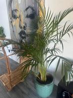 Plant (zonder pot), Ophalen, Halfschaduw, Minder dan 100 cm