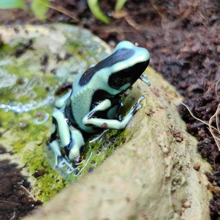 Dendrobates auratus