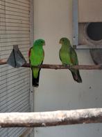 Koppel roodvleugels, Meerdere dieren, Parkiet, Geringd