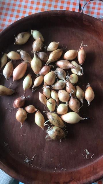 Plantuien beschikbaar voor biedingen