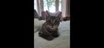 Lieve kitten, Dieren en Toebehoren, Poes, Ontwormd, 0 tot 2 jaar