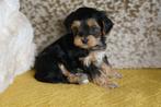 Maltipoo x Boomer/Maltipoo beide ouders getest en aanwezig, Parvo, Overige rassen, 8 tot 15 weken, Meerdere