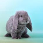 Franse hangoren, Dieren en Toebehoren, Konijnen, Mannelijk, Groot, Hangoor, 0 tot 2 jaar