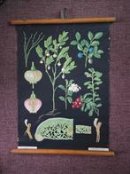Antieke schoolplaat Bosbes - rolschoolplaat - linnen/papier, Ophalen of Verzenden, Natuur en Biologie