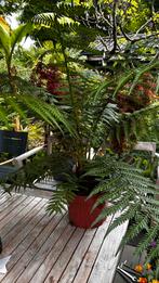 Dicksonia antarctica, Tuin en Terras, Planten | Tuinplanten, Ophalen, Bloeit niet, Overige soorten, Halfschaduw