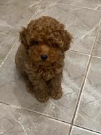 toypoedel pups (2 teefjes, 2 reutjes), Dieren en Toebehoren, Honden | Chihuahua's en Gezelschapshonden, Poedel, Particulier, 15 weken tot 1 jaar