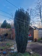 Tuinplanten gratis uitgraven en meenemen, Ophalen