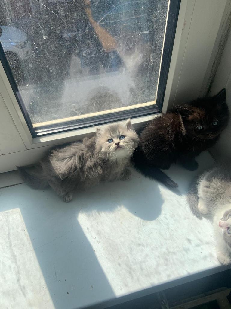 Brits kortharen kittens, Meerdere dieren, Ontwormd