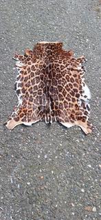 Echte vacht / huid uit nalatenschap verkregen., Ophalen of Verzenden, Gebruikt, Hond of Kat, Overige typen