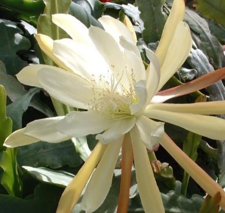 epiphyllum cactus polar star gewortelde stekken, Minder dan 100 cm, Bloeiende kamerplant, Halfschaduw, Ophalen of Verzenden