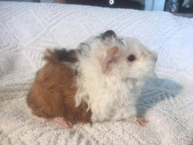Jonge cavia's, Dieren en Toebehoren, Knaagdieren, Meerdere dieren, Tam, Maart, Cavia