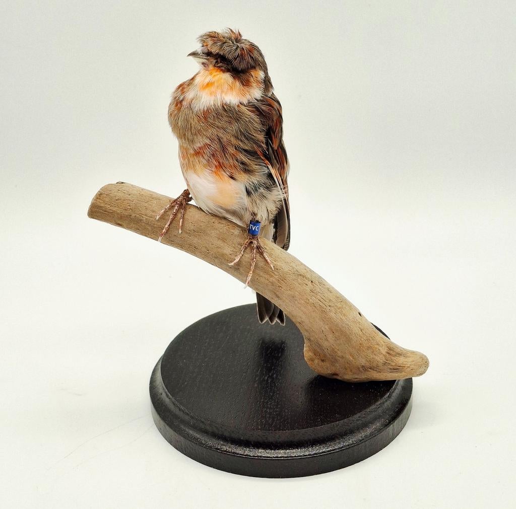 Gloster Kanarie taxidermie, Ophalen of Verzenden, Gebruikt, Vogel, Opgezet dier
