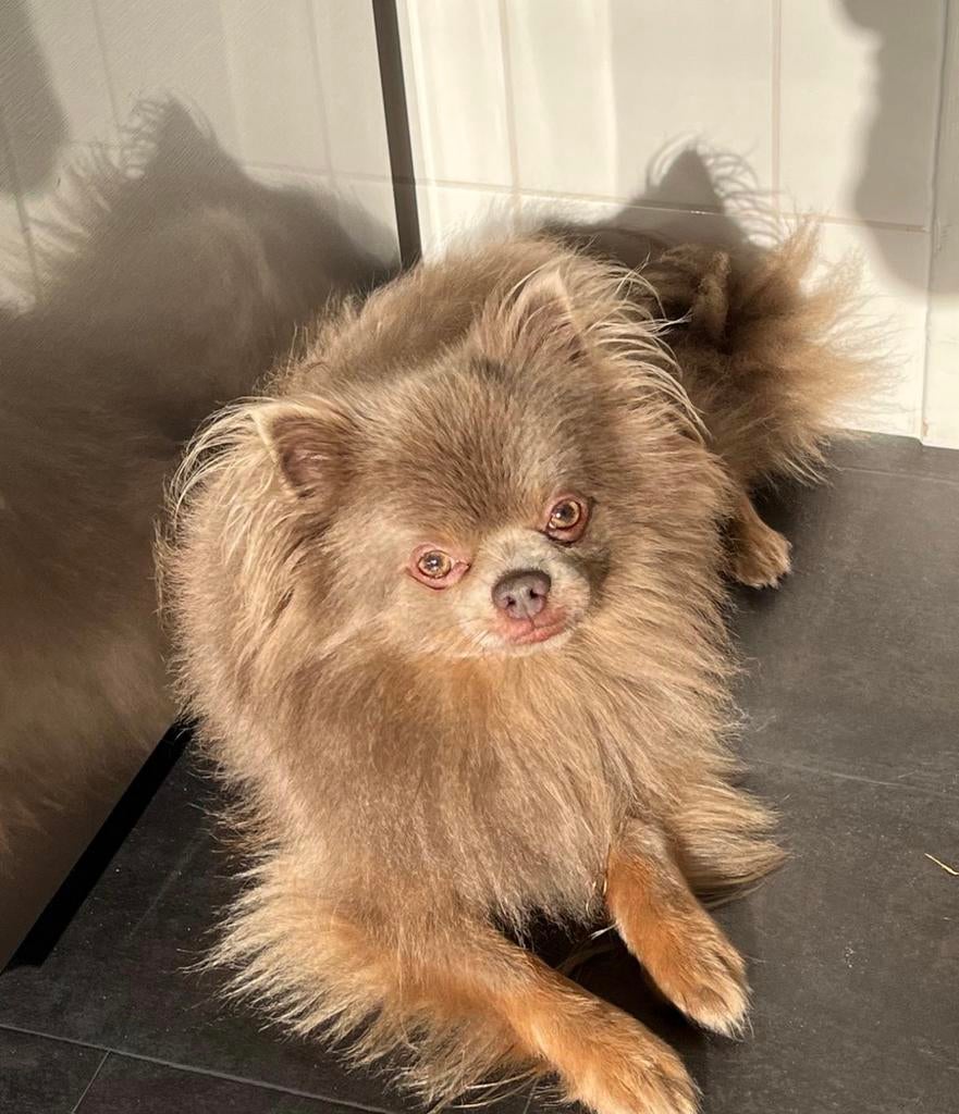 Pomeriaan/chihuahua reu. Pomchi. Goed huisje gezocht., Reu, Eén hond, Klein, 3 tot 5 jaar