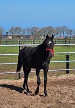 Jaarling hengst v. Maximus, Dieren en Toebehoren, Springpaard, Minder dan 160 cm, Niet van toepassing, 0 tot 2 jaar