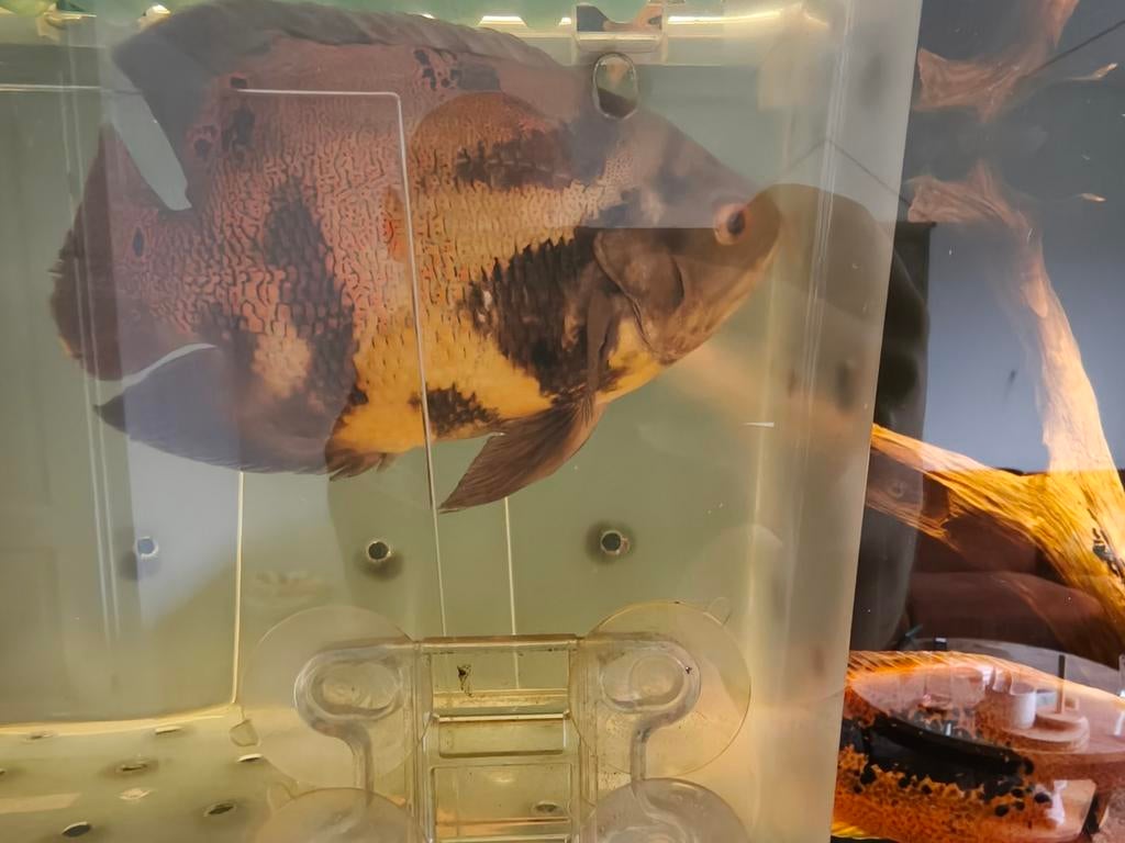 Oscar wildvang +- 3 jaar oud, Dieren en Toebehoren, Vissen | Aquariumvissen, Vis