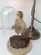 Kuiken eend onder stolp, Ophalen of Verzenden, Zo goed als nieuw, Boerderijdier, Opgezet dier