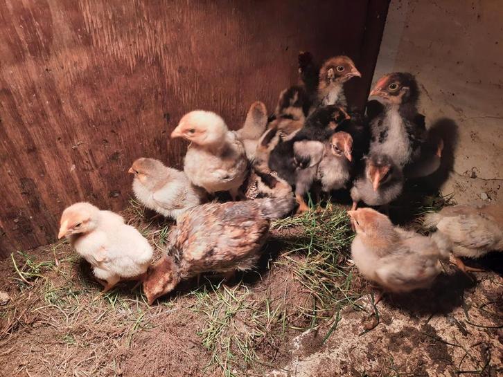 broedeieren zijdehoenders USA wyandott barnevelders kalkoen, Dieren en Toebehoren, Pluimvee, Kip, Geslacht onbekend