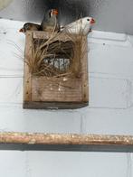 Zebravinken diversen kleuren, Dieren en Toebehoren, Meerdere dieren