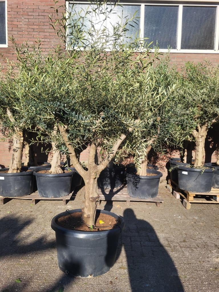 Mediteraanse planten verkoop met koningsdag, Ophalen of Verzenden, Overige soorten, Volle zon