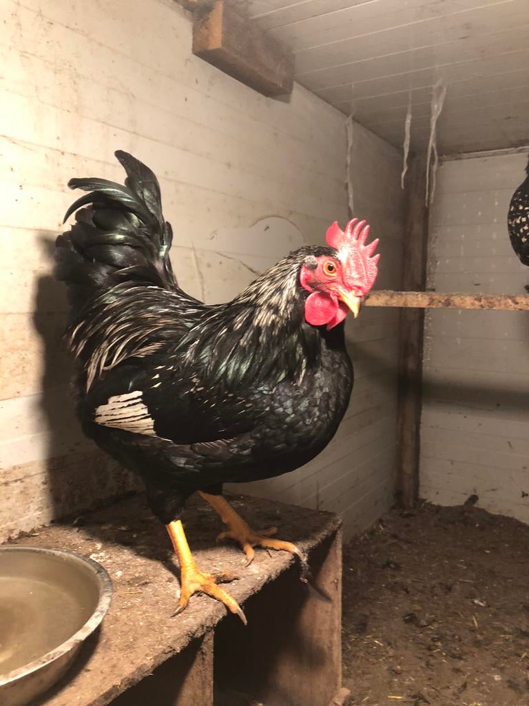 Barnvelder kriel haan, Dieren en Toebehoren, Pluimvee, Mannelijk, Kip