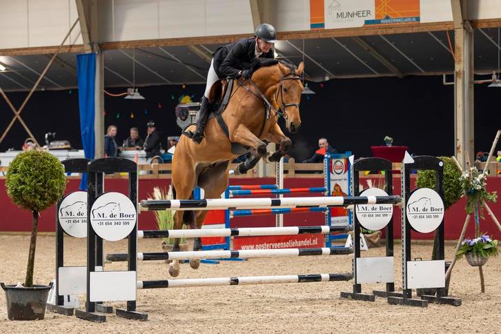 Braaf springpaard, Dieren en Toebehoren, Paarden, Ruin, M, 170 tot 175 cm, 7 tot 10 jaar, Springpaard, Met stamboom, Gechipt, Ontwormd