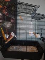 Zangkanarie inc kooi op poot, Mannelijk, Zangkanarie