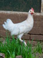 Puk, tam hanen kuiken, Dieren en Toebehoren, Pluimvee, Mannelijk, Kip