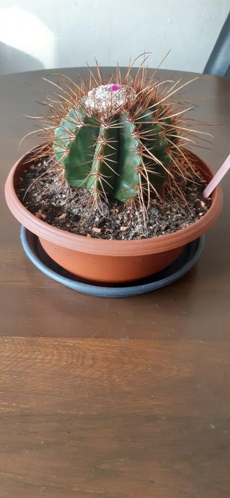 Melocactus Ernestii, Huis en Inrichting, Kamerplanten, Ophalen of Verzenden, Halfschaduw, Minder dan 100 cm