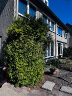 Grote conifeer, Volle zon, Vaste plant, Bloeit niet, Ophalen